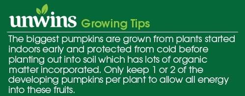 Pumpkin Halloween F1 Seeds Unwins Growing Tips